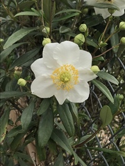 Carpenteria