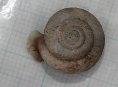 Moellendorffia trisinuata