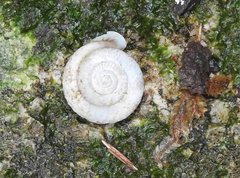 Moellendorffia trisinuata