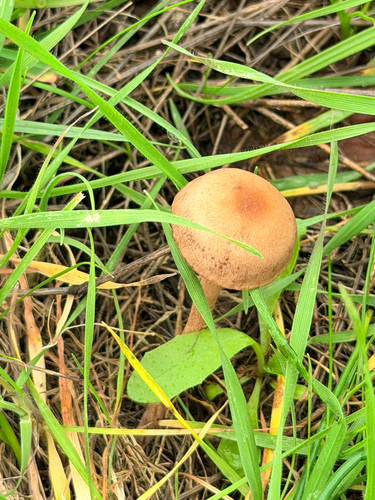 iNaturalist observation photo of Agaricineae