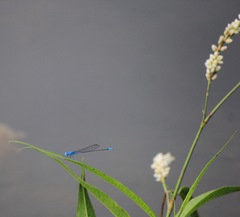 Pseudagrion cingillum