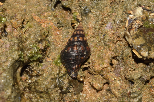 Leucozonia ocellata observed 2026-04-27