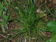 Cyperus gracilis