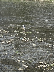 Nycticorax nycticorax