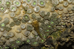 Brazilian Clingfish photo 3