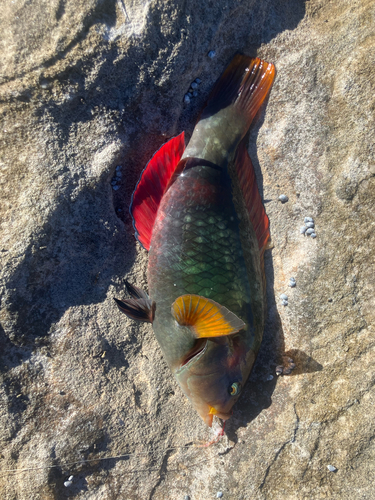 Notolabrus gymnogenis