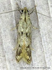 Blastodacna bicristatella