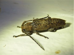 Ataxia crypta