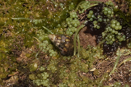 Leucozonia ocellata observed 2026-04-27