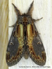 Notodonta scitipennis
