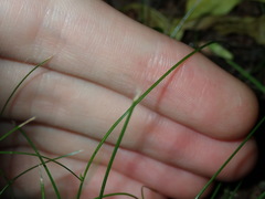 Cyperus gracilis
