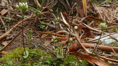 Gentianella tenuifolia