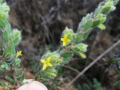 Thymelaea villosa