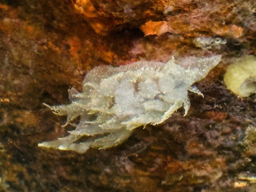 Dirona picta