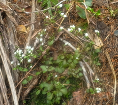 Gentianella tenuifolia