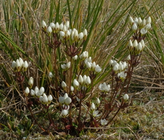 Gentianella tenuifolia
