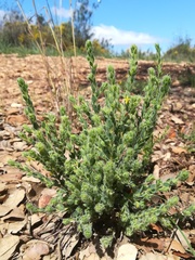 Thymelaea villosa