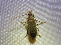 Sparedrus aspersus
