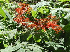 Sambucus williamsii
