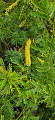 Prosopis pallida, recorded flowering
