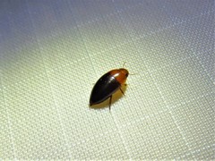 Hydrocanthus atripennis