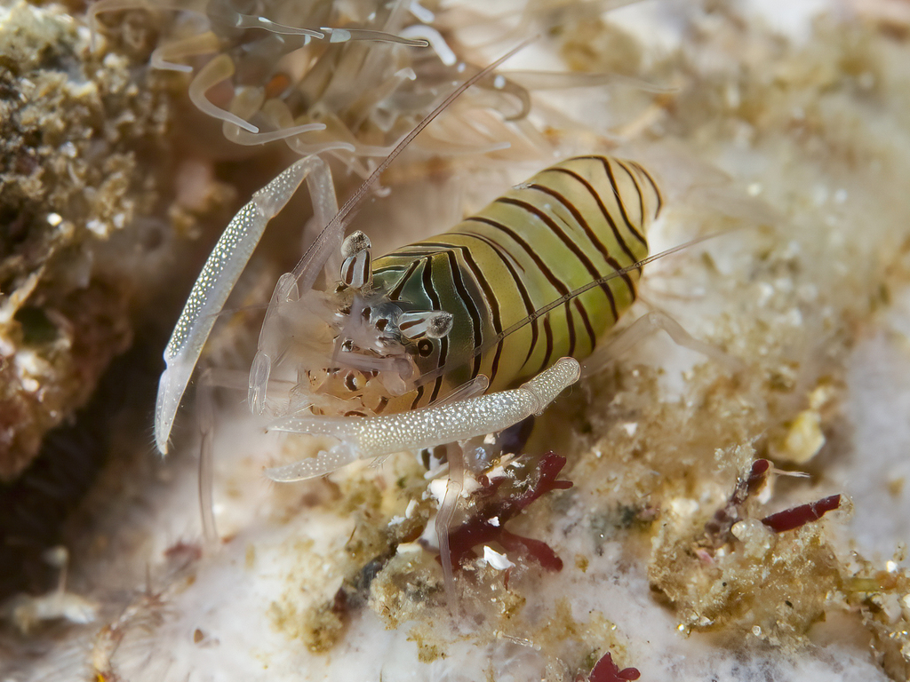 Taylor's Coral Shrimp