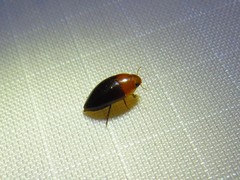 Hydrocanthus atripennis