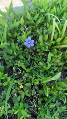 Sisyrinchium pruinosum