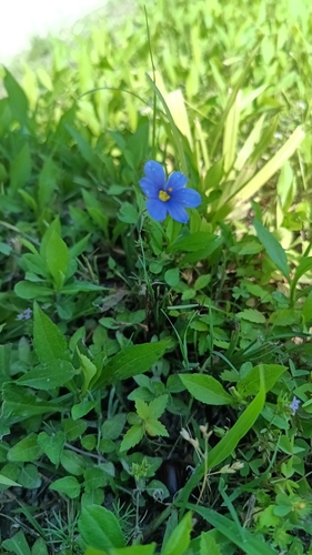 Sisyrinchium pruinosum, photograph 2