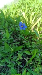 Sisyrinchium pruinosum, photograph (c) Michael A. Thaibinh, some rights reserved (CC BY)