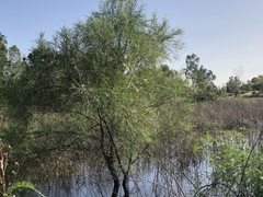 Acacia stenophylla