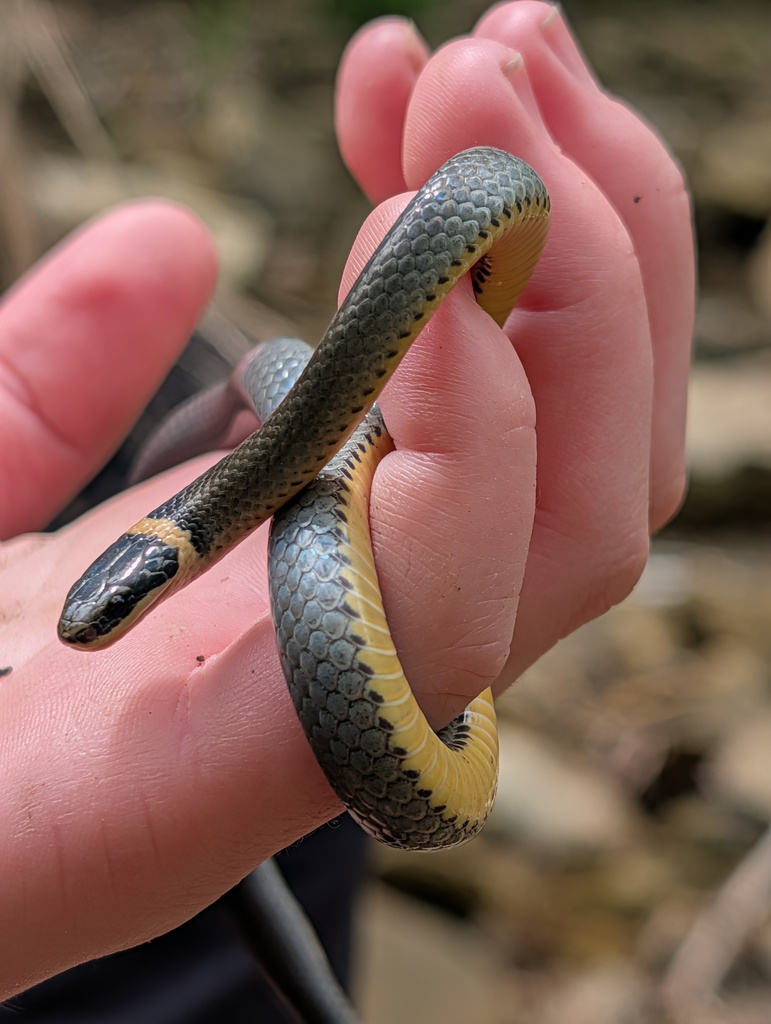  Ring-necked Snake in May 2026 by laurawies · iNaturalist 
