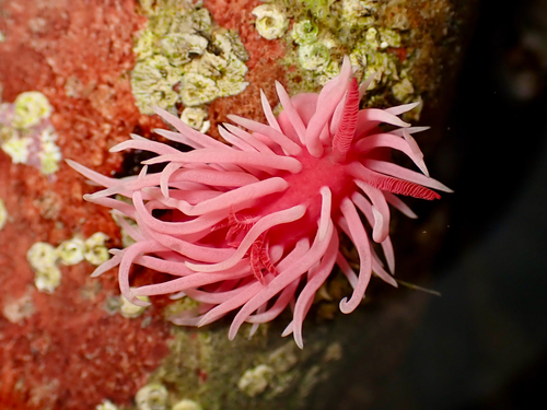 Ceratodoris rosacea