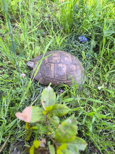 Testudo graeca