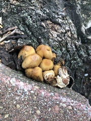 Micacei