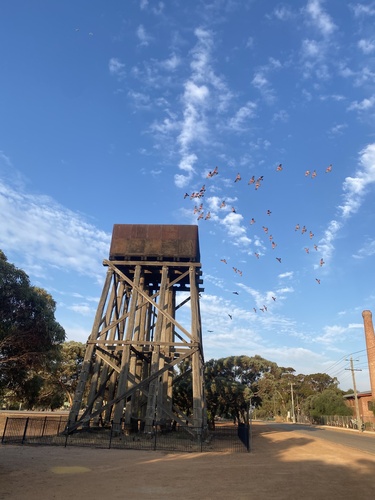 Galah