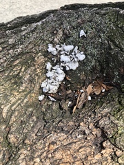 Fungi