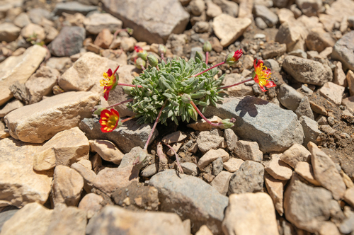 Calandrinia caespitosa