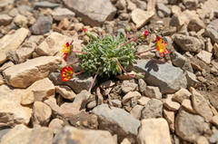 Calandrinia caespitosa