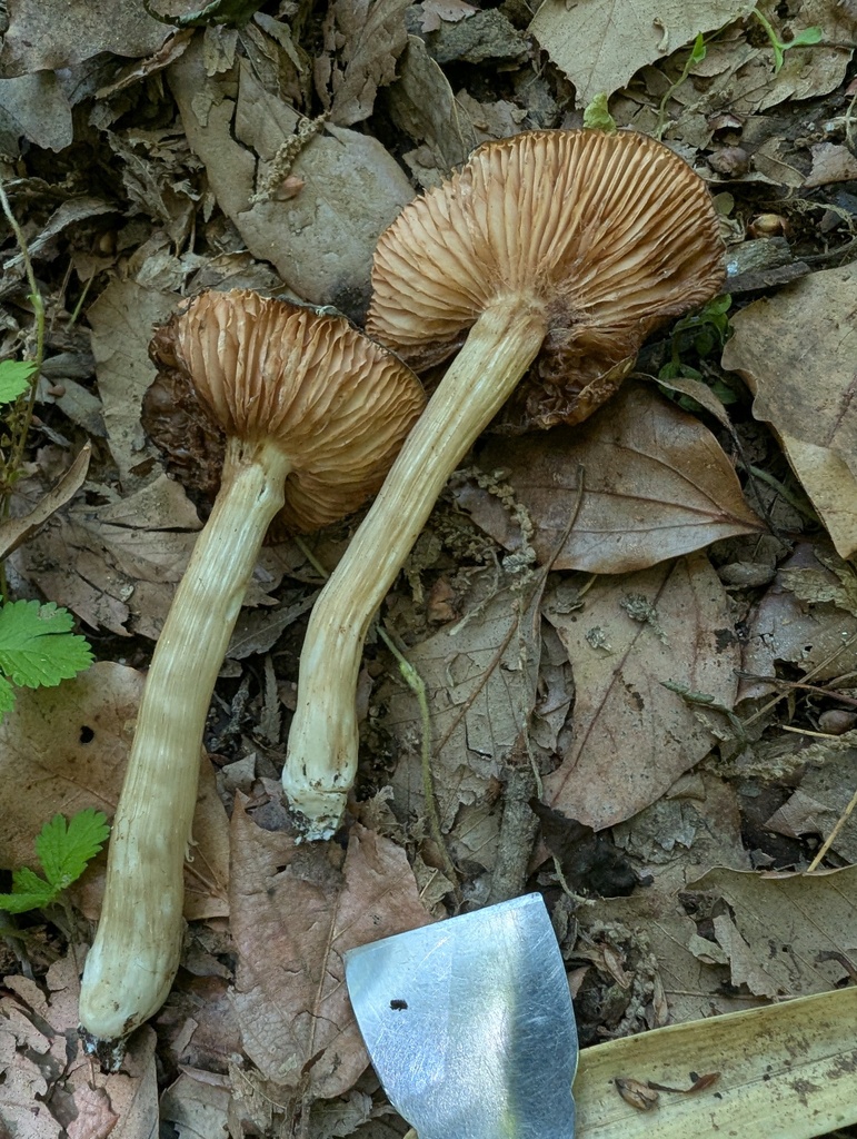 Entoloma sepium · May 2026 · photo: © atsushi_nakajima_cirque (iNaturalist, cc-by)