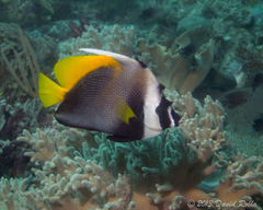 Heniochus singularius