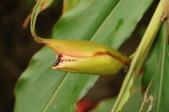 Alpinia zerumbet