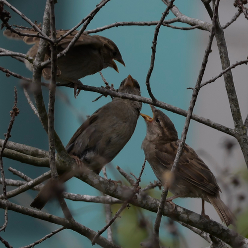 House Sparrow photographed in Washington