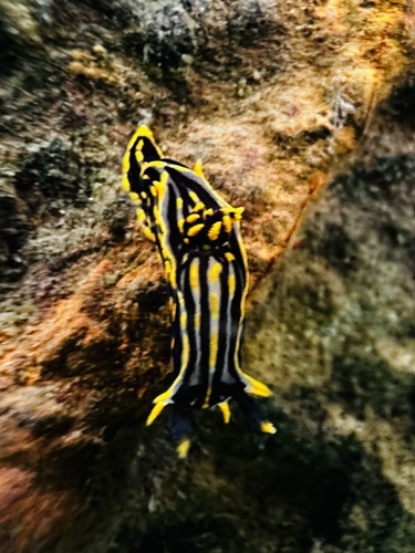 Polycera atra