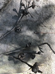 Eucalyptus agglomerata