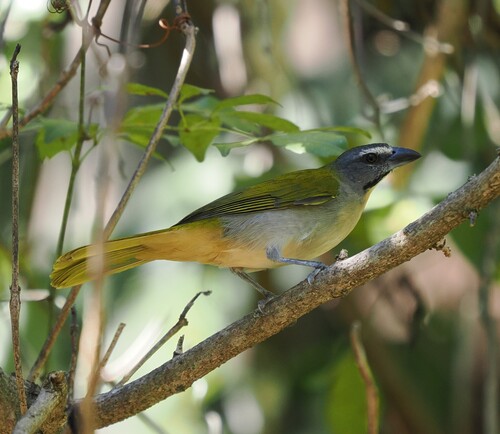 Buff-throated Saltator