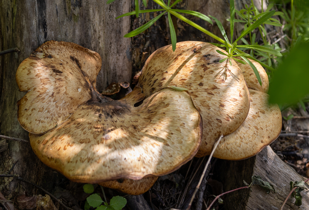 Dryad's Saddle · May 2026 · photo: Photo: (c) Greg Harrington, some rights reserved (CC BY) · iNaturalist