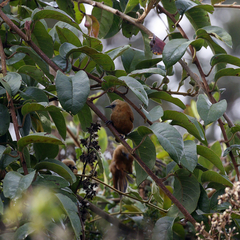 Cinnycerthia unirufa