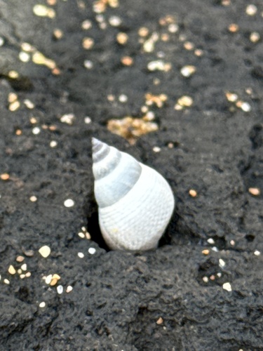 Littorina observed 2026-05-09