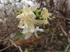 Lonicera fragrantissima